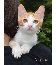 Channa