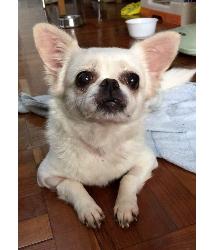 Deedee