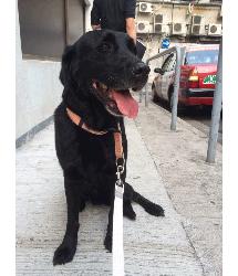 Lupo