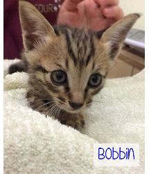 Bobbin