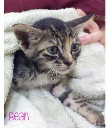 Bean