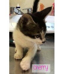 Cherry