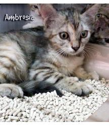 Ambrosia