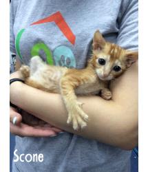 Scone