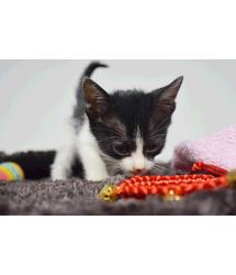 Jelly bean