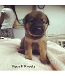 Pippa