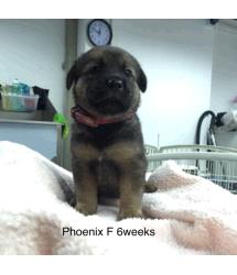 Phoenix