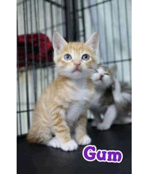 Gum