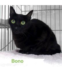 Bono