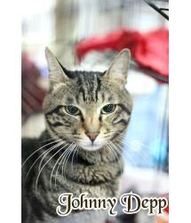 Depp