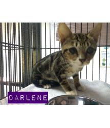 Darlene