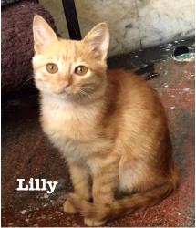 Lilly