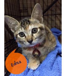 Enda