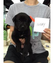 Ivory