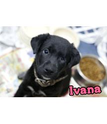 Ivana