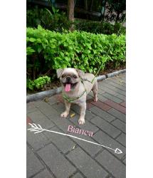 Bianca