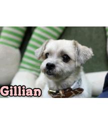 Gillian