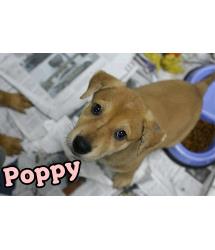 Poppy