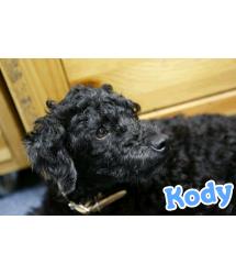 Kody