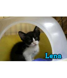 Lena