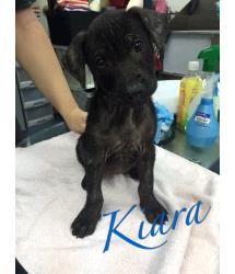 Kiara