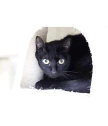 Ptolemy