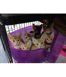 Bow Tie Kittens