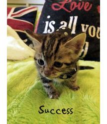 SUCCESS