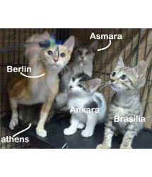 Asmara