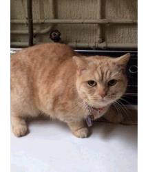 Rolls