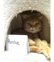 Porche