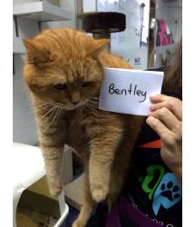 Bentley