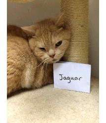 Jaguar
