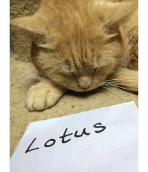 Lotus