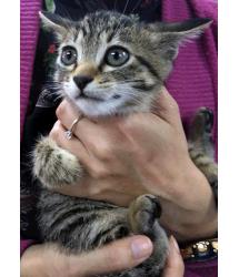 Pasha