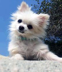 Mable