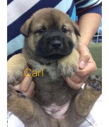 Carl