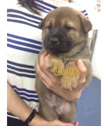 Coke