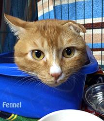 Fennel