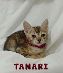 Tamari