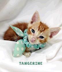 Tangerine