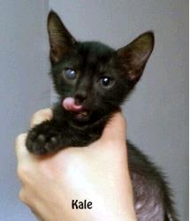 Kale