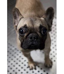 Lola