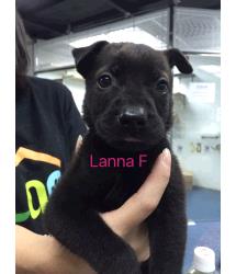 Lanna