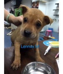 Lennox