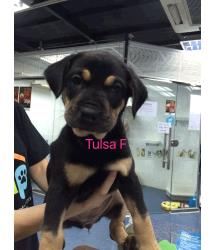 Tulsa