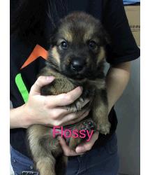 Flossy