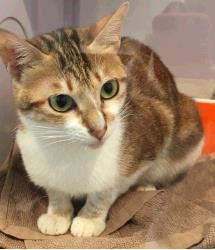Cora