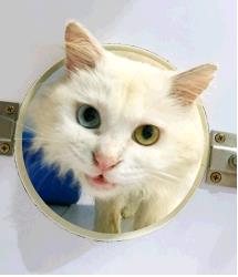 Thomas
