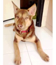 Dora (in foster)